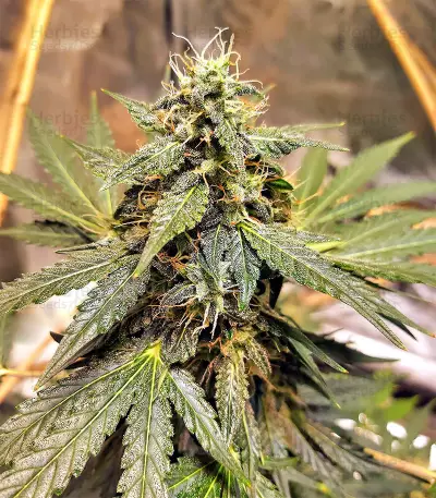 Sticky Fingers Autoflower (Seedstockers)