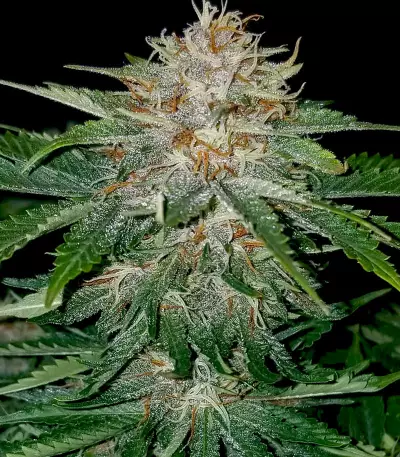 Strawberry Nuggets Auto Seeds