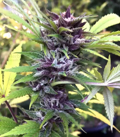 JillyBean Seeds