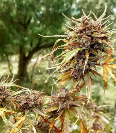 Titan's Haze regular (Flying Dutchmen)