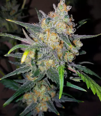 Ultra Lemon Haze Auto feminized seeds