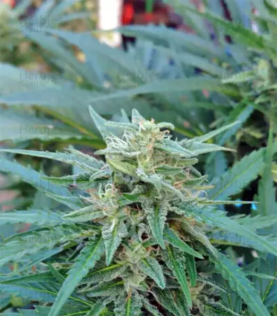 White Widow Auto