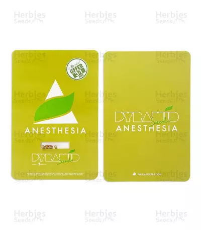 Anesthesia (Pyramid Seeds)