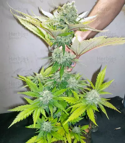 Atomical Haze Seeds