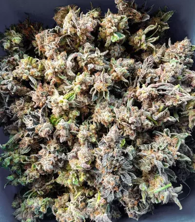 Auto CBD Kush 1:1 (Herbies Seeds)