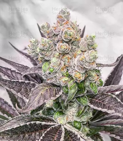 Semillas Feminizadas Bruce Banner # (AlphaFem Seeds)
