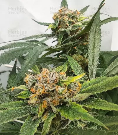 Graines de cannabis Critical Daddy (BlimBurn Seeds)