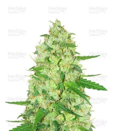 Diesel Berry Auto feminized seeds