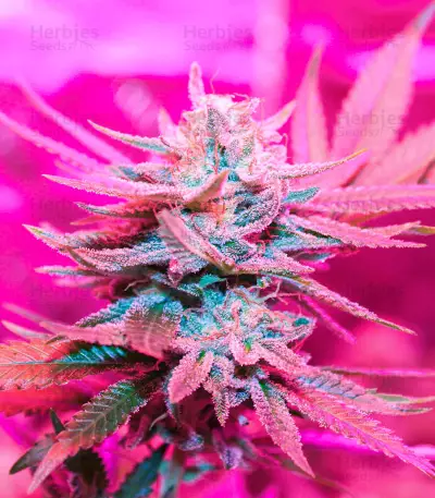 Different GG#4 Seeds (AlphaFem Seeds)