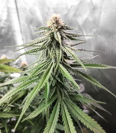 Durban Poison (Herbies Seeds)