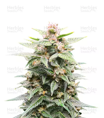 Grandaddy Purple Feminized Seeds (Herbies Seeds)