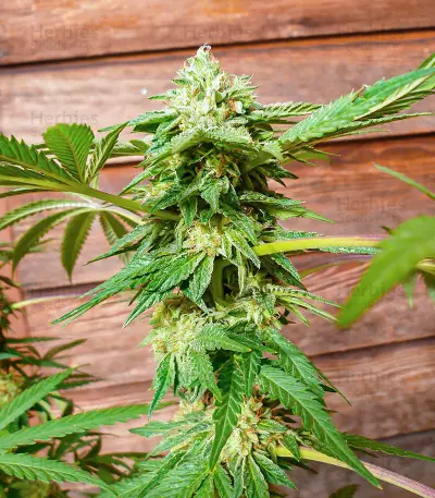 Hero Cookies Seeds (AlphaFem Seeds)