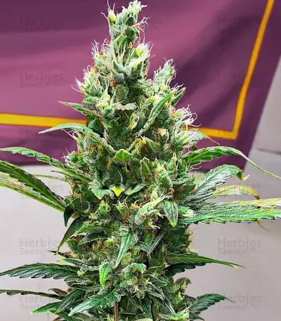 Kosher Kush 66 Autoflower Feminized Seeds (EGS)