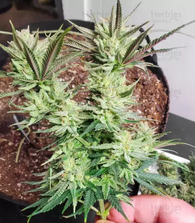 MK Ultra (Herbies Seeds)