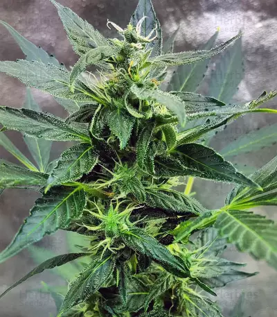 Narcotic Kush Auto Seeds