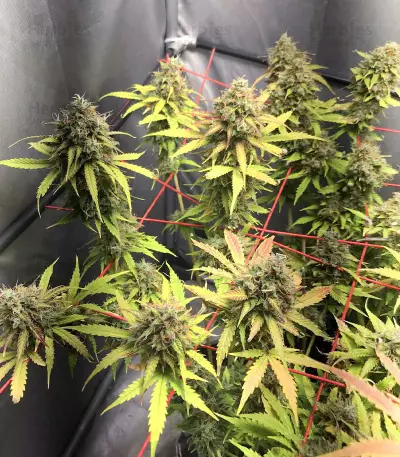 Purple Punch Auto
