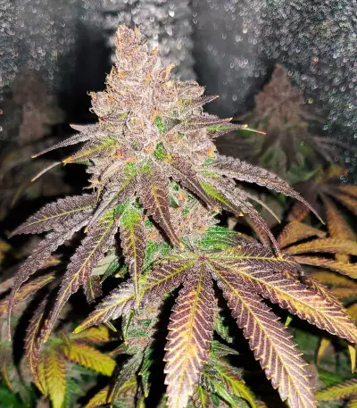 Red Hot Cookies Seeds (Sweet Seeds)
