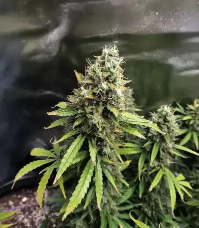 Amnesia Haze Auto Feminized Seeds (Barney's Farm)