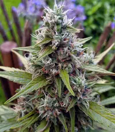 Amnesia Mac Ganja Seeds
