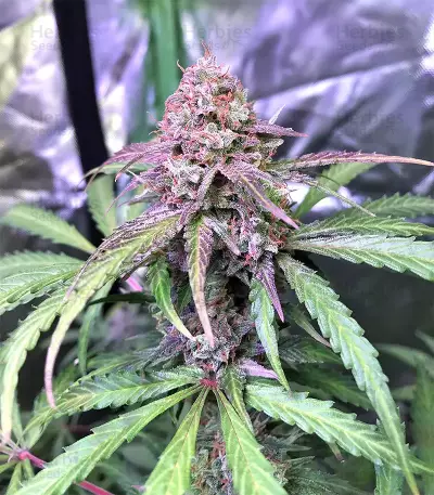 Auto Pineapple Express feminized seeds