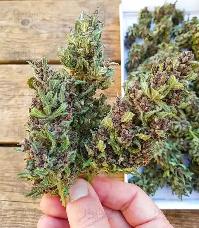 Dark Phoenix Seeds