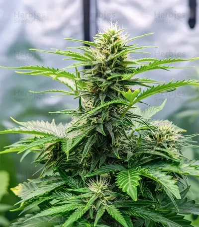 Durban Poison Seeds