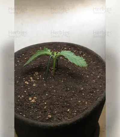 Fat Bastard Auto Seeds