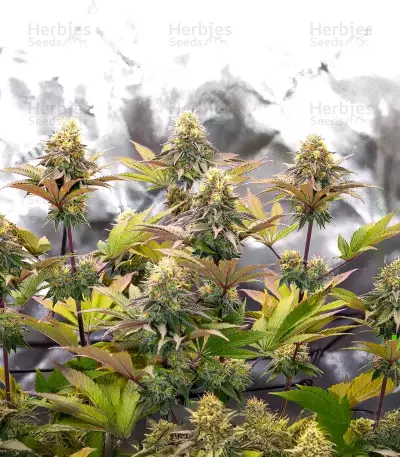 G.S. Cookies Feminized (Humboldt Seeds Company)