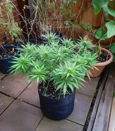 GMO Fast Seeds