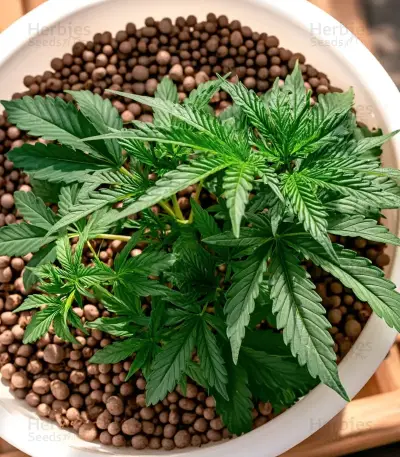 Gorilla G4 Fast Seeds