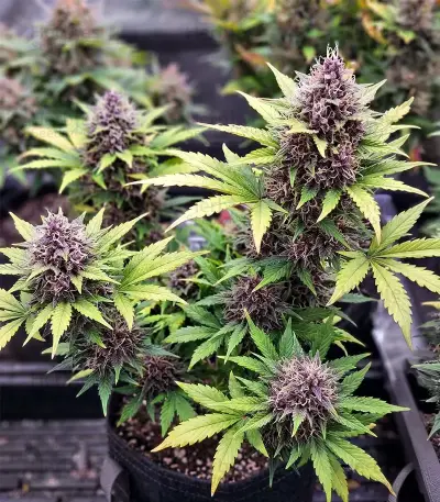 Gorilla King Auto Seeds