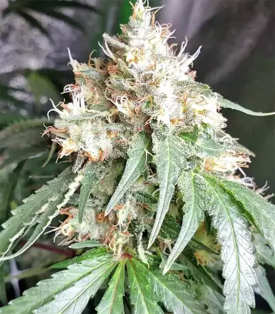 Graines de cannabis Guys Girl Scout Cookie Glue Auto (GGG1 Auto) (Dr. Krippling Seeds)