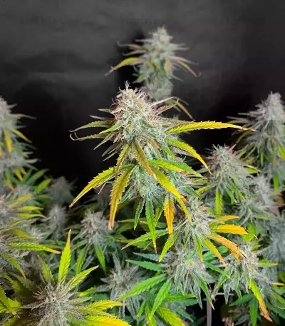 HubbaBubbaHaze Auto (Mephisto Genetics)