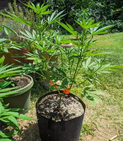 Humboldt Dream Seeds (Humboldt Seed Company)