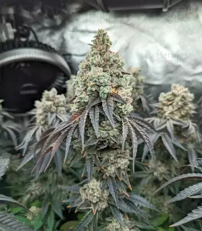 Mandarin Cookies R1 V2 (Ethos Genetics)