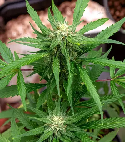 Original Blueberry Auto Seeds