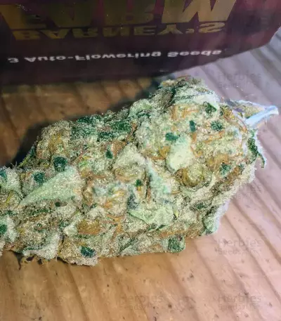 Semi femminizzati Pink Kush