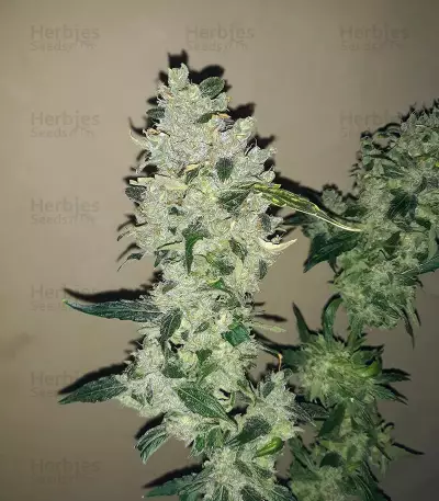 Shogun feminized seeds