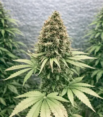 Skunk Seeds