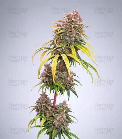 Wedding Cheesecake FF Seeds