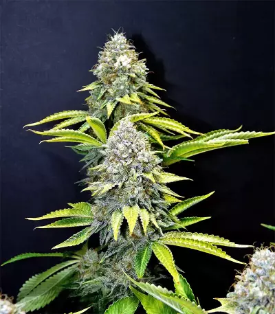 White OG feminized seeds