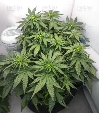 White Panther (White Snurf) feminized seeds