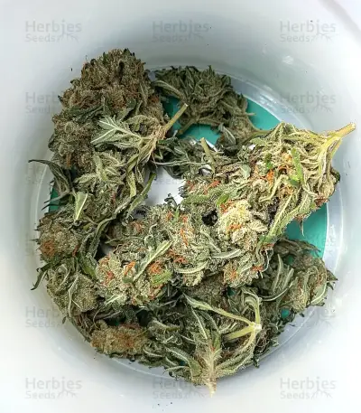 White Widow Auto Seeds