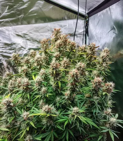White Widow Auto Seeds