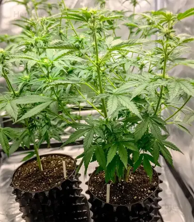 Ztrawberry Seeds