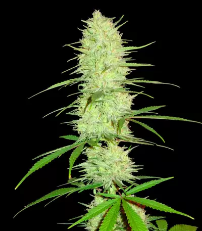 Graines de cannabis The Cinderella's (Sumo Seeds)