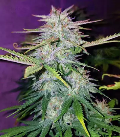 Wedding Cake feminized seeds