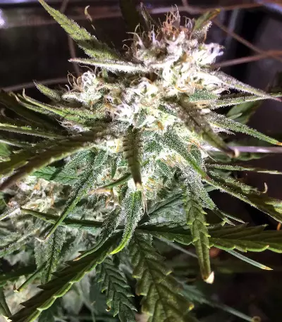 60 Day Lemon Autoflower (DNA Genetics)