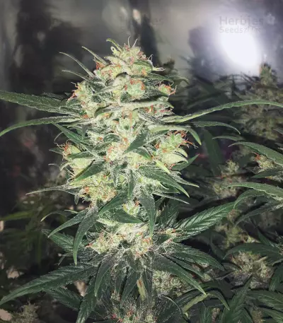 Amnesia Seeds (Kera Seeds)
