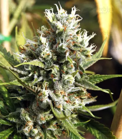Graines de cannabis Amnesia Bilbo (Genehtik Seeds)